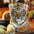 avatar tigre animé